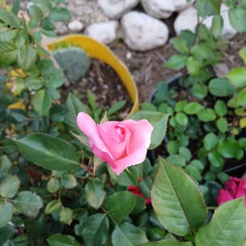 Yanlış Çiçek Gönderimi Ve İlgisiz Satıcı