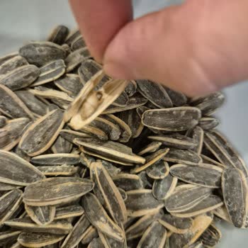 Çekirdekten Sümüklü Böcek Çıkmasıyla Yaşanan Sağlık Endişesi