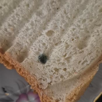 Migros'tan Aldığım Tost Ekmeğinde Küf Şoku