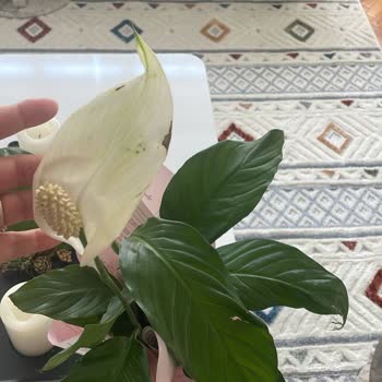 Anneler Günü İçin Gönderilen Çiçek Solmuş Ve Hasarlı Geldi, Destek Alınamıyor