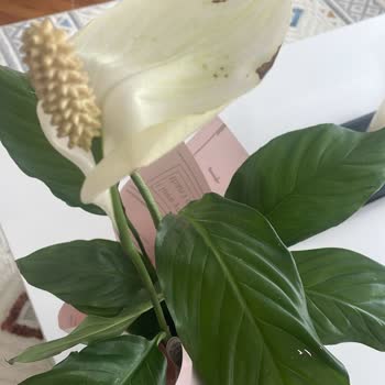 Anneler Günü İçin Gönderilen Çiçek Solmuş Ve Hasarlı Geldi, Destek Alınamıyor