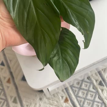 Anneler Günü İçin Gönderilen Çiçek Solmuş Ve Hasarlı Geldi, Destek Alınamıyor