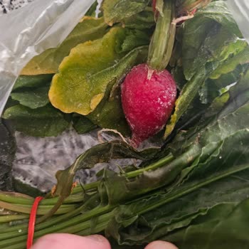 Bosch Buzdolabı Arızası 3 Aydır Çözülemiyor Yiyecekler Bozuluyor