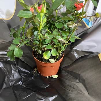 Beklentimi Karşılamayan Ürün Ve Yanıltıcı Açıklama Deneyimi