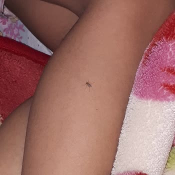 Seyhan Belediyesi'nin Düzensiz Çöp Toplama ve Sivrisinek Sorunu