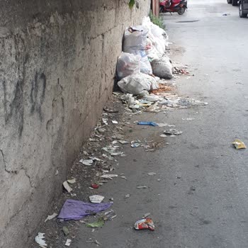 Seyhan Belediyesi'nin Düzensiz Çöp Toplama ve Sivrisinek Sorunu