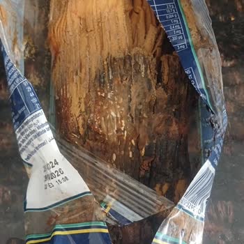 Aldığım Makarna Kısa Sürede Küflendi, Güvenim Sarsıldı