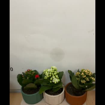 Çiçek Sepeti'nden Sipariş Teslimatı Ve Müşteri Hizmetleri Sorunu