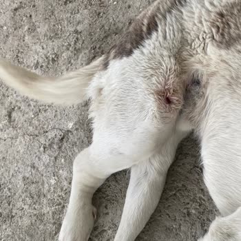 Çukurova Belediyesi 1.5 Ay Olmasına Rağmen Her Gün Arıyorum Ve Sürekli Tedavi De Deniliyor