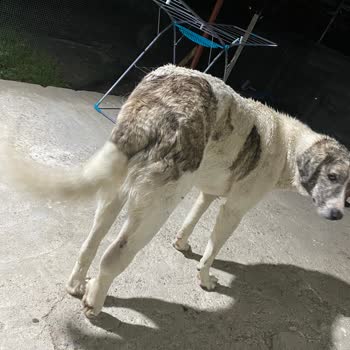 Çukurova Belediyesi 1.5 Ay Olmasına Rağmen Her Gün Arıyorum Ve Sürekli Tedavi De Deniliyor