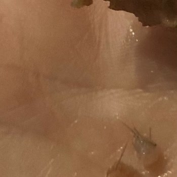 Aldığım Köftede Yabancı Madde Ve İlgisizlik Sorunu