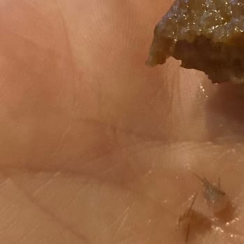 Aldığım Köftede Yabancı Madde Ve İlgisizlik Sorunu