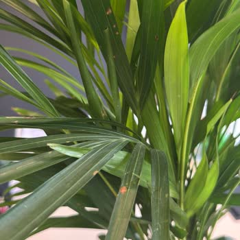 Beklentileri Karşılamayan Areka Palmiyesi Teslimatı