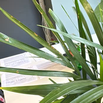 Beklentileri Karşılamayan Areka Palmiyesi Teslimatı