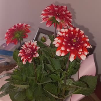 Anneler Günü İçin Yanlış Çiçek Gönderimi Ve Müşteri Hizmetleri Sorunu