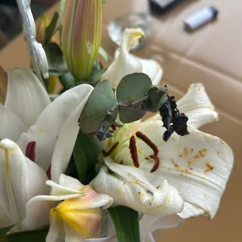 Görselden Farklı, Kalitesiz Çiçek Ve Yetersiz Müşteri Hizmeti Mağduriyeti