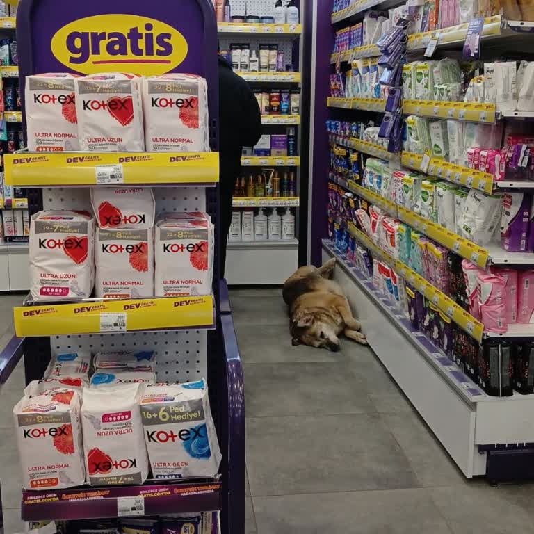 Gratis Mağazada Sokak Hayvanlarının Bulundurulması