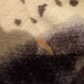 Aldığım Çikolatanın İçinden Yabancı Madde Çıktı, Güvenim Sarsıldı