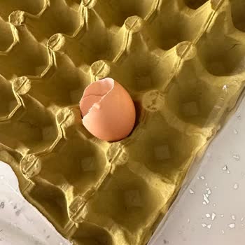 Yumurtadan Çıkan Tuhaf Şeyler Ve İlgisiz Müşteri Hizmeti