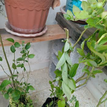 Kargom Adresime Teslim Edilmiyor Ve Hasarlı Geliyor
