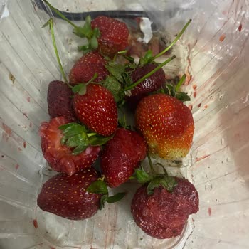 Küflü Ve Çürük Çilek Gönderimi Hayal Kırıklığı Yarattı