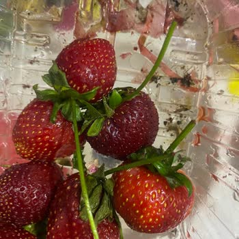 Küflü Ve Çürük Çilek Gönderimi Hayal Kırıklığı Yarattı