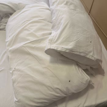 Red Tent 23 Hotel Had Bedbugs and Expedia Refuses to Refund My 10-Day Booking