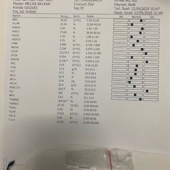 Veteriner Ziyareti Sonrası Kedimin Ayağında Ciddi Sorun Yaşandı, İlgisiz Ve Yetersiz Yaklaşım