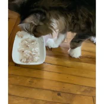 Veteriner Ziyareti Sonrası Kedimin Ayağında Ciddi Sorun Yaşandı, İlgisiz Ve Yetersiz Yaklaşım