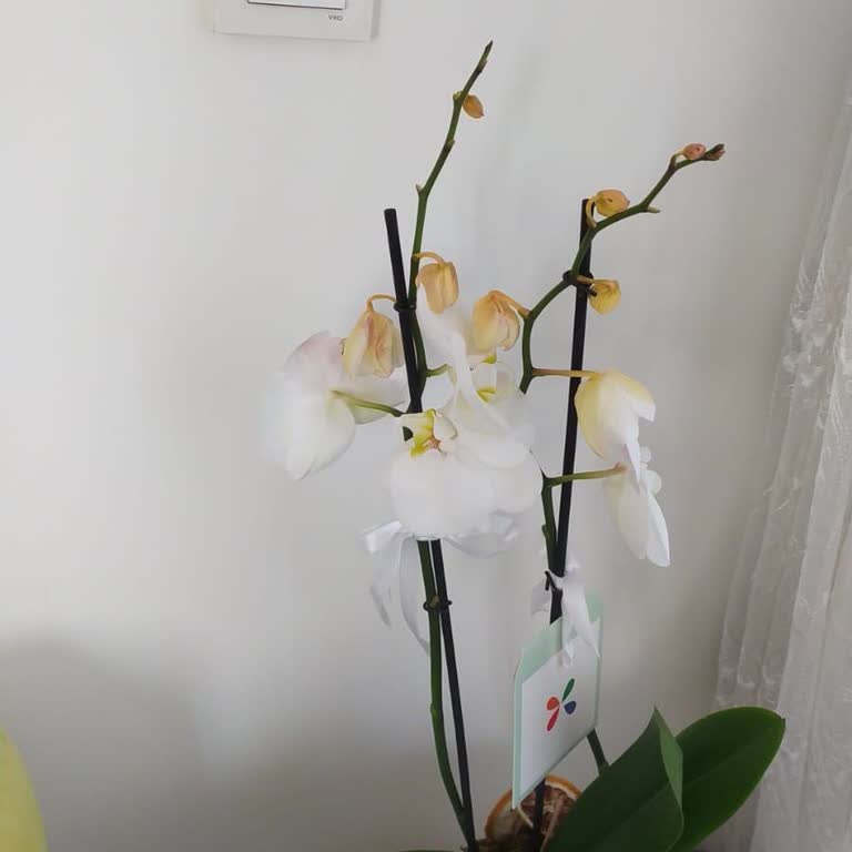 Anneler Günü İçin Sipariş Edilen Orkide Solgun Ve Kusurlu Geldi, Destek Yetersiz Kaldı