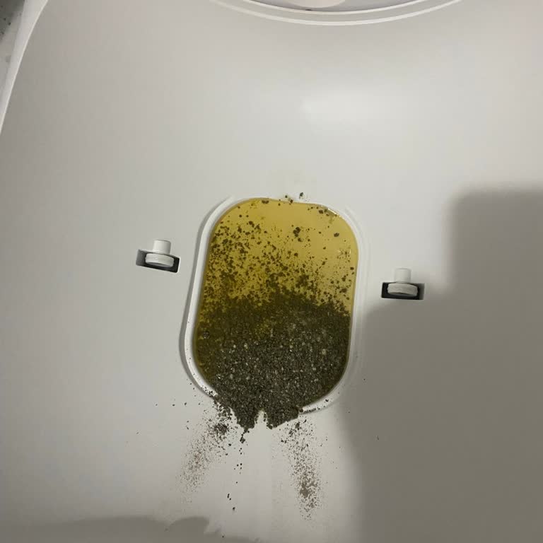 Yasomi Kedi Tuvaletinde Sorun Ve İlgisiz Destek