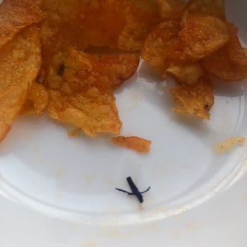 Lays Cipsin İçinden Sinek Çıktı, Şikayetlerim Cevapsız Kaldı