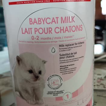 Royal Canin Aldığım Süt Tozu Yüzünden Yavru Kedilerimi Kaybettim