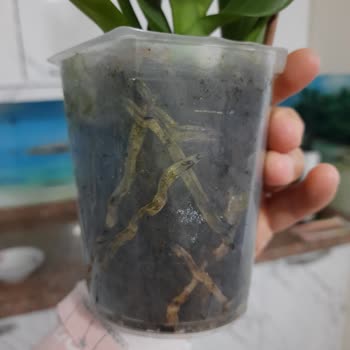 Çürük Ve İstenmeyen Orkide Gönderimi İle İlgili Memnuniyetsizlik