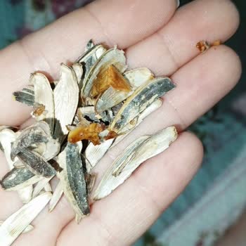 Tadım Çekirdeğin İçi Bozuk Acı Bir Tad Olarak Çıkıyor