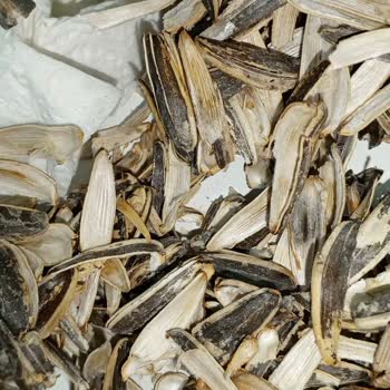 Tadım Çekirdeğin İçi Bozuk Acı Bir Tad Olarak Çıkıyor