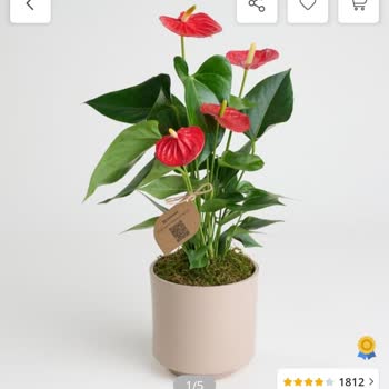 Siparişim Yanlış Gönderildi, Müşteri Hizmetleri Sorunumu Çözmedi