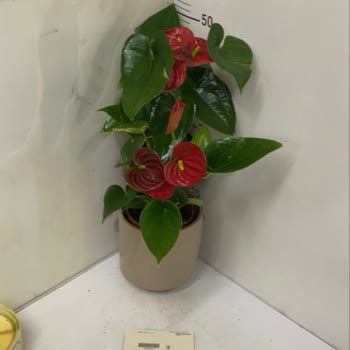 Siparişim Yanlış Gönderildi, Müşteri Hizmetleri Sorunumu Çözmedi