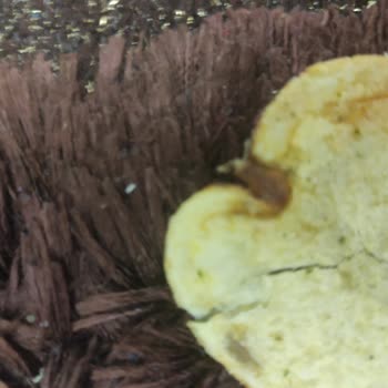 BİM Patito Cipslerinde Yanık, Lekeli Ve Böcekli Ürün Şikayeti