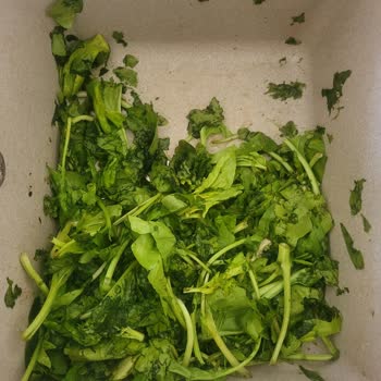 Aldığım Ispanak Paketinden Kötü Koku Ve Bozulmuş Yapraklar Çıktı