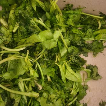 Aldığım Ispanak Paketinden Kötü Koku Ve Bozulmuş Yapraklar Çıktı