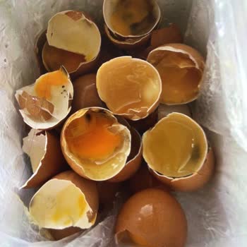 Aldığım Yumurtaların Tamamı Bozuk Çıktı