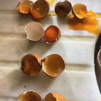 Aldığım Yumurtaların Tamamı Bozuk Çıktı