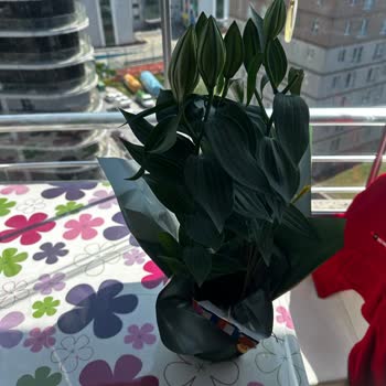 Anneler Günü Siparişlerimde Yaşanan Teslimat Ve İletişim Sorunları