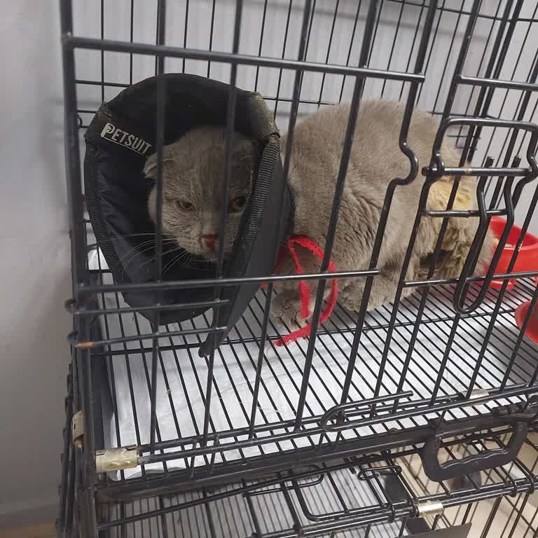 Kısırlaştırma Operasyonu Sonrası Kedimin Vefatı Ve Klinik Sürecindeki İhmaller