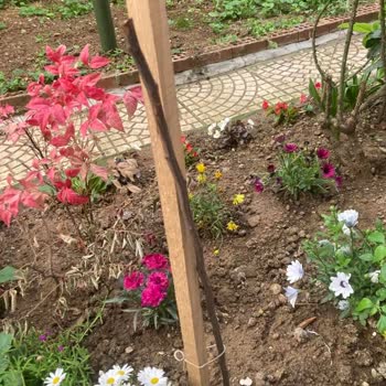 Kuru Fidan Gönderdiler İletişim Engellendi Çözüm Yok