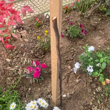 Kuru Fidan Gönderdiler İletişim Engellendi Çözüm Yok