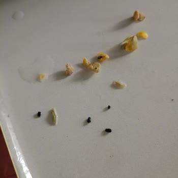 Aldığım Yeşil Mercimekten Siyah Böcekler Çıktı