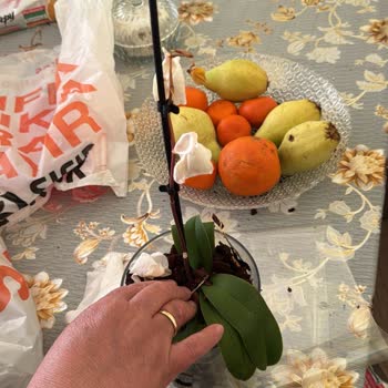 Migros Sanal Marketten Gönderilen Orkide Siparişimde Hayal Kırıklığı Ve İlgisizlik