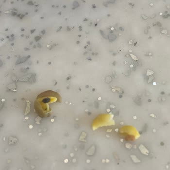 Duru Yeşil Mercimekte Böcek Çıkması Hayal Kırıklığı Yarattı